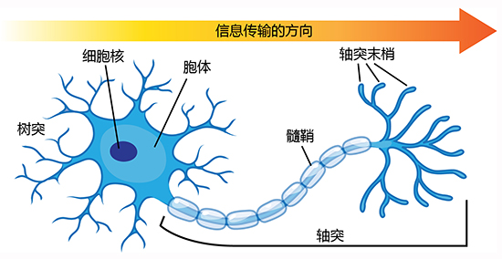 ./assets/neuron-anatomy-chinese-simplified.jpg